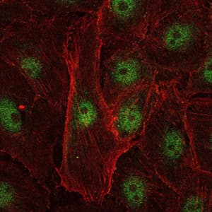 REL / C-Rel Antibody (clone 1E7)