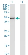 IHC-plus™ Monoclonal Mouse anti-Human MAPK8 / JNK1 Antibody (clone 4H5, IHC, WB)