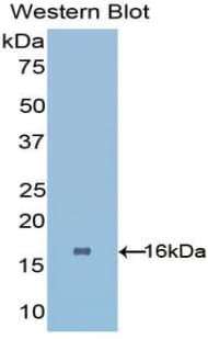 PHPT1 Antibody (aa1-125)
