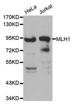 MLH1 Antibody