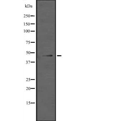 ING1 Antibody