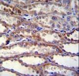 SHISA3 Antibody (aa158-186)