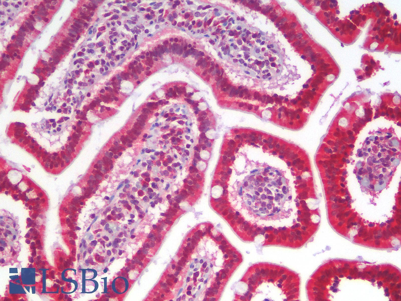 IHC-plus™ CYCS / Cytochrome c Antibody
