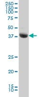 IHC-plus™ STK17B / DRAK2 Antibody (clone 2C3)