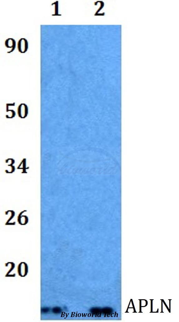 Apelin Antibody