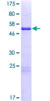 Human NABP2 Protein (Recombinant GST)