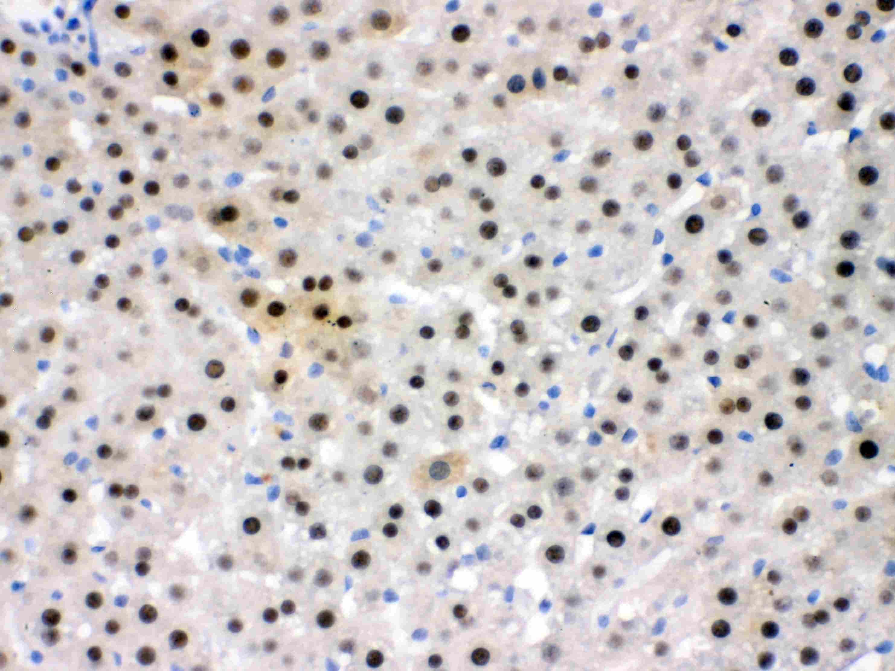 NFIA / Nuclear Factor 1 Antibody