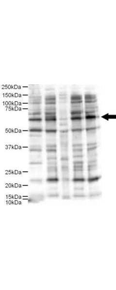JUB / Ajuba Antibody
