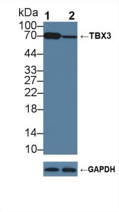 TBX3 Antibody (aa107-220)