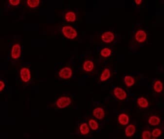 CCNH / Cyclin H Antibody (phospho-Thr315)