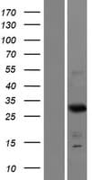 FRG2C Protein (Over-Expression Lysate Myc-DDK (Flag))