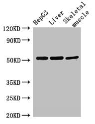 GSK3A / GSK3 Alpha Antibody
