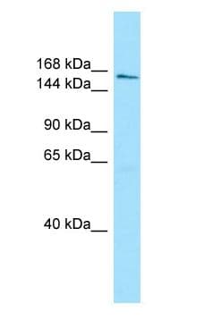 AQR Antibody (C-Terminus)