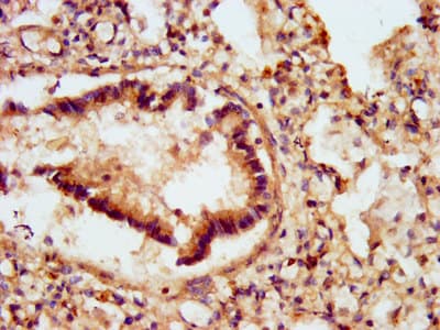 Polyclonal Rabbit anti-Human GJD2 / CX36 / Connexin 36 Antibody (IHC, WB)