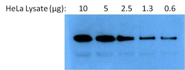 Polyclonal Goat Anti-Rabbit IgG Secondary Antibody (HRP, IHC, IF, WB)