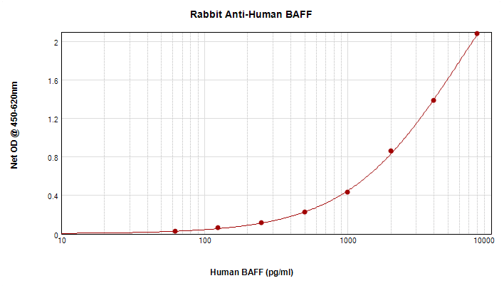 BAFF / TNFSF13B Antibody