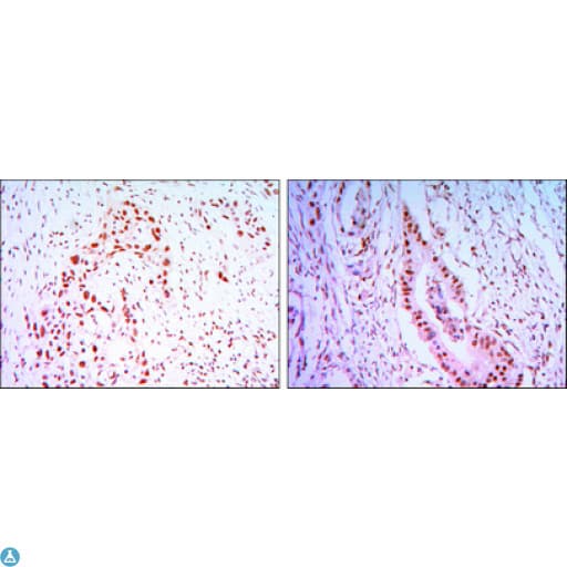 CDC27 Antibody