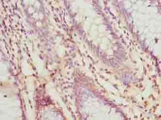 PRSS35 Antibody
