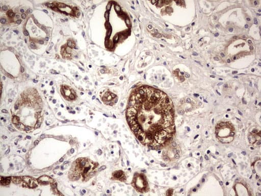 BFSP2 Antibody (aa184-415, clone OTI2G2)