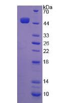 Horse IFN Beta / Interferon Beta Protein (Recombinant His-GST, N-terminus)