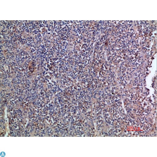 Polyclonal Rabbit anti-Human EGF Antibody (IHC, WB)