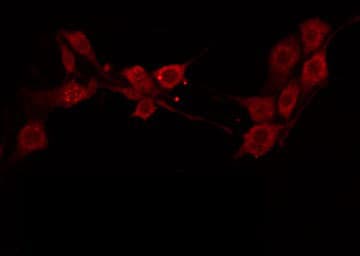 Polyclonal Rabbit anti-Human OLFML2B Antibody (IF, WB)