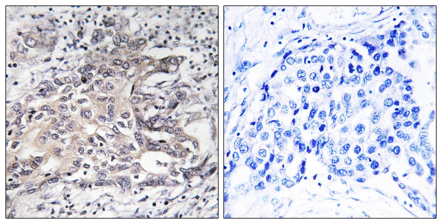 CYP4X1 Antibody