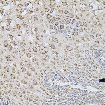 CCN5 Antibody