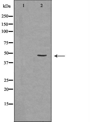 LAMP2 / CD107b Antibody