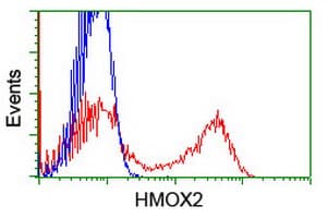 HMOX2 / Heme Oxygenase 2 Antibody (clone OTI1H10, Carrier-free)