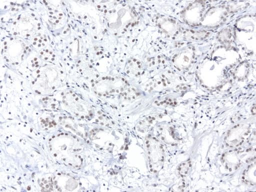 ERCC4 / XPF Antibody (clone UMAB22, Carrier-free)