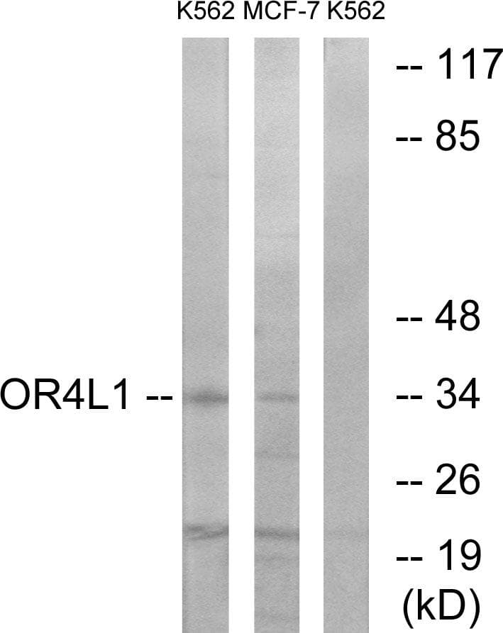 OR4L1 Antibody