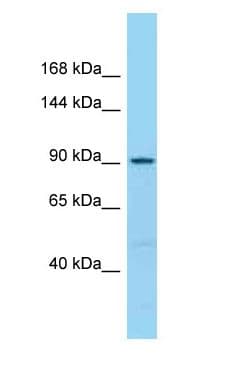 MCC Antibody (aa683-732)