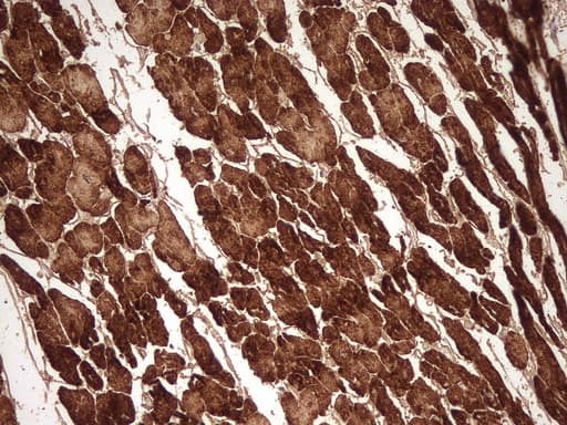 MYL4 Antibody (aa2-197, clone 5A2, Carrier-free)