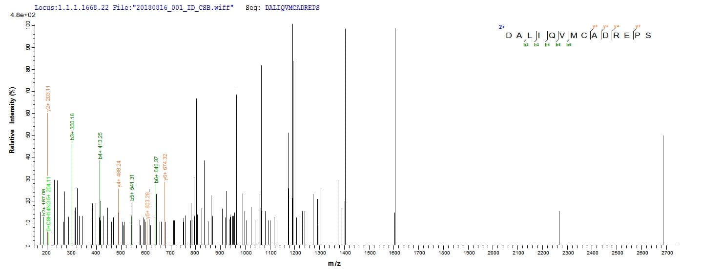 Treponema pallidum TP_0608 Protein (Recombinant 10His, N-terminus + Myc, C-terminus)