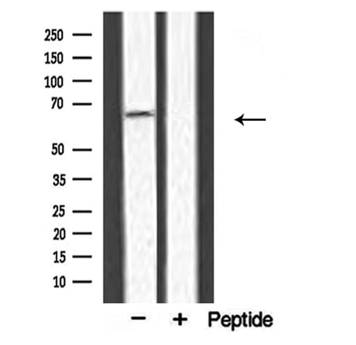 APPBP2 Antibody