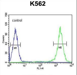 MtTFA / TFAM Antibody (aa216-246)