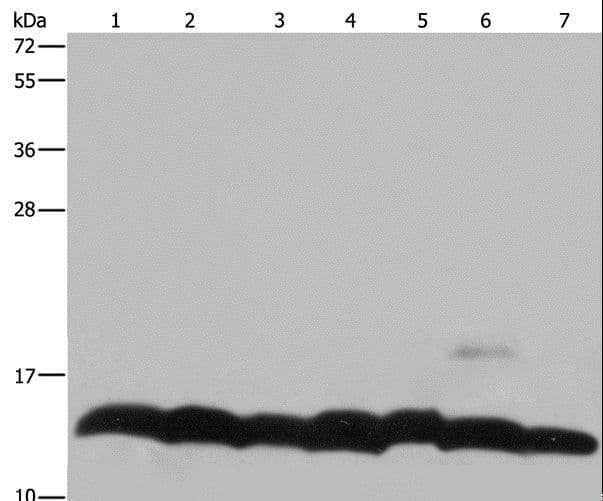 Polyclonal Rabbit anti-Human Histone H4 Antibody (IHC, WB)