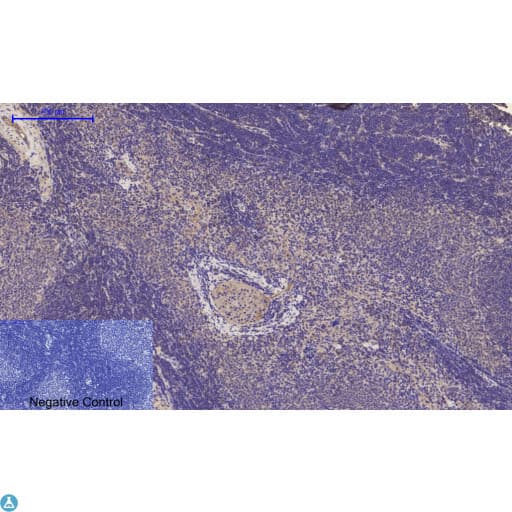 EP300 / p300 Antibody