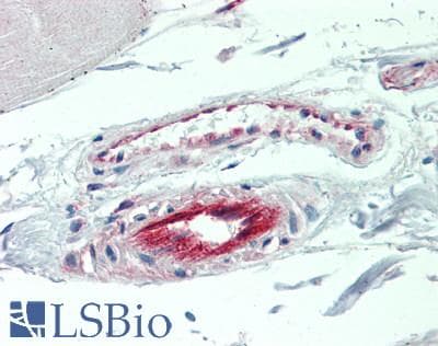 IHC-plus™ BST2 Antibody