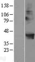 POPDC2 Protein (Over-Expression Lysate Myc-DDK (Flag))