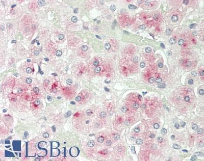 IHC-plus™ SERPINA5 / PCI Antibody
