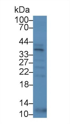 SPRY1 / Sprouty 1 Antibody (aa118-309)