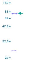 Human CLASP2 Protein (Recombinant GST)