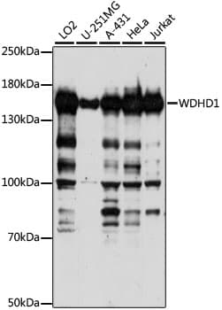 Polyclonal Rabbit anti-Human WDHD1 Antibody (WB)