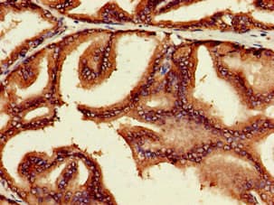 MYC / c-Myc Antibody