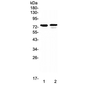 FZD3 / Frizzled 3 Antibody