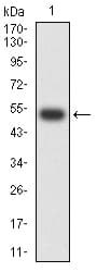CHRNA5 Antibody (clone 8F11G8)