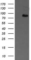 APP / Beta Amyloid Precursor Antibody (clone OTI7A10, Carrier-free)