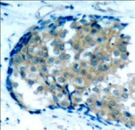 EZR / Ezrin Antibody